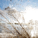 Illustration for article titled Massive spiderwebs engulf Australian town as arachnids escape floods